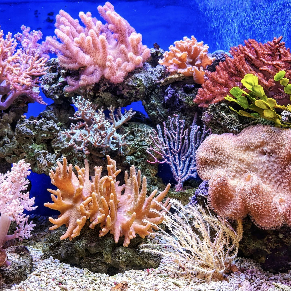 Guide Sådan giver du oralsex til personer med vulva